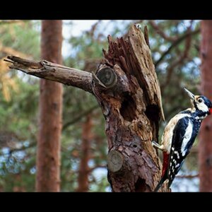Vögel