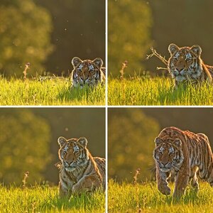 Amurtigerfotografie in Tschechien