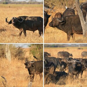 Botswana