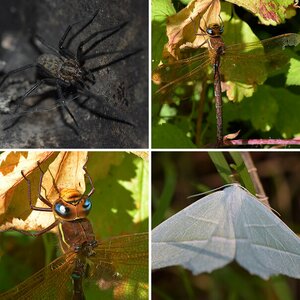 Insekten und Spinnen