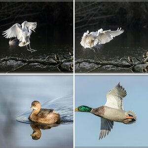 Wildlife 2014 - ein Rückblich II
