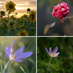 Blumen