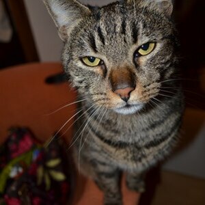 Katzen