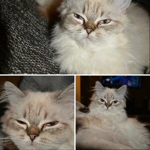 Katzen