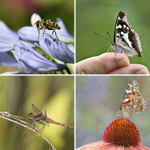 Insekten