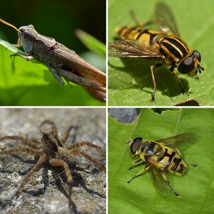 Insekten und Spinnen 2