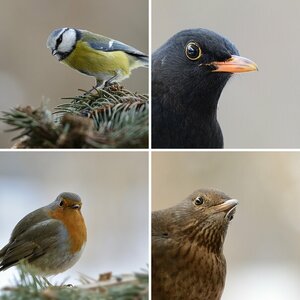Vögel 6