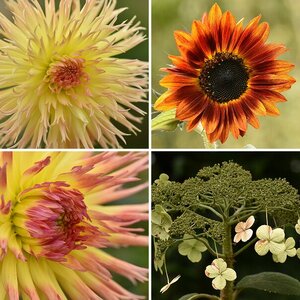 Blüten und Pflanzen
