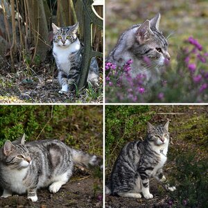 meine Katzen