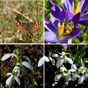 Bienen,  Schmetterling, Schwebfliegen, Vespen,