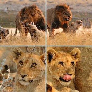 Namibia 2009 - Katzen