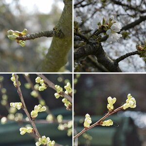 Knospen