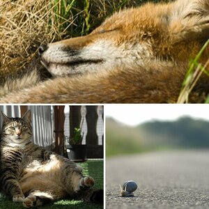 Tiere (Wildlife und Homelife)