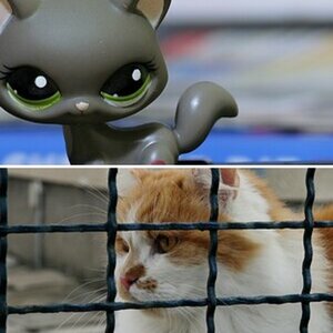 Tiere