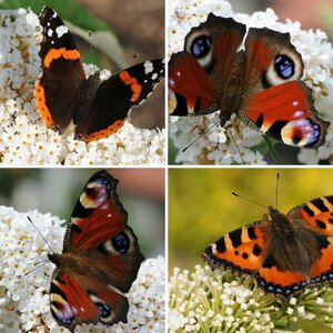 Schmetterlinge