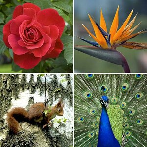 Pflanzen und Tiere