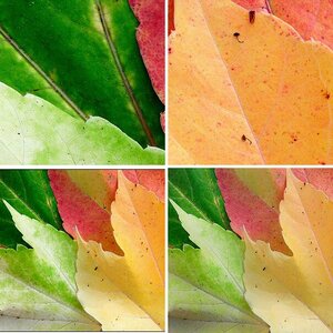 Herbstblätter