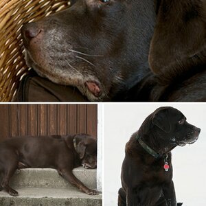 Mein Hund