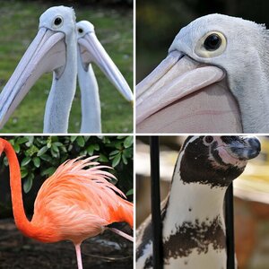 Besuch im Vogelpark