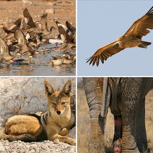 Namibia 2009 - Etosha