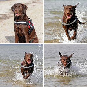 Hund