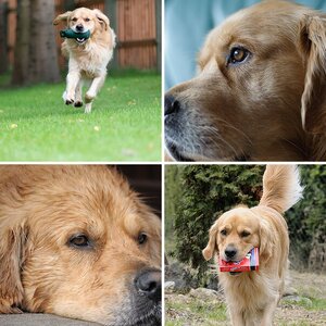 Mein Hund