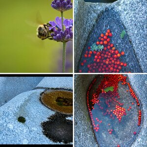 Natur