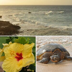 Hawai'i 2010