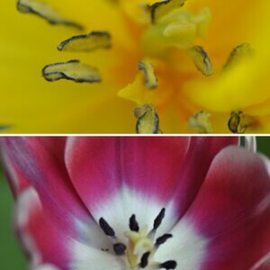Blumen