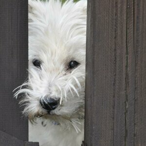 Tiere