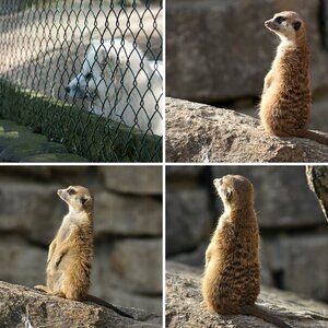 Opel-Zoo