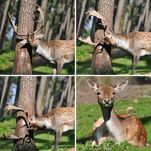 Tierpark Granat Sebtember 2009