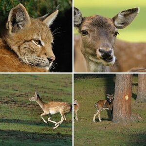 Tierpark Granat