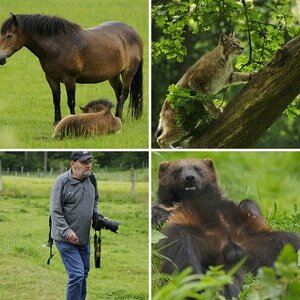 Wildlife und Makroworkshop Sababurg