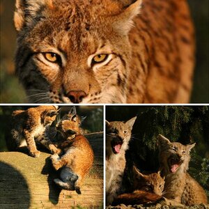 Wildpark Granat September 2009
