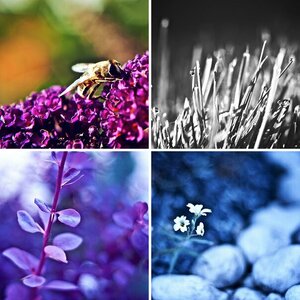 Macro
