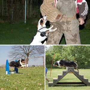 Hundesport