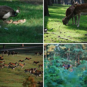 Wildpark Granat Vanessa