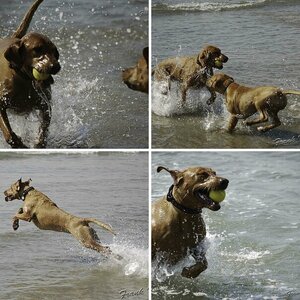 Tiere