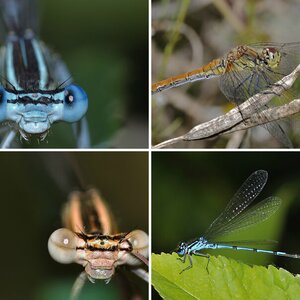 macro
