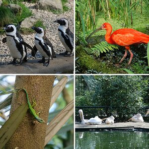 Burger's Zoo in Holland (20090410)