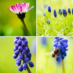 Blumen