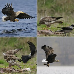 Greifvogelfotografie