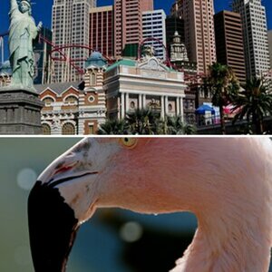 Flamingo