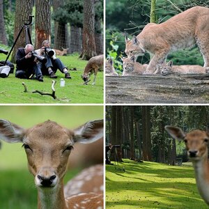 Wildpark Granat Haltern