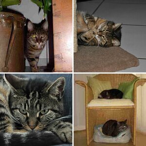 Katzen