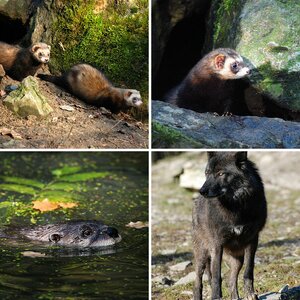Wildlife