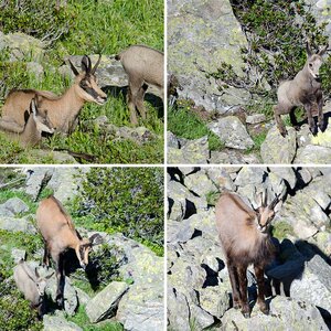 Wildlife