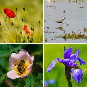 Natur II