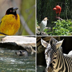 Zoo - Fotografie
